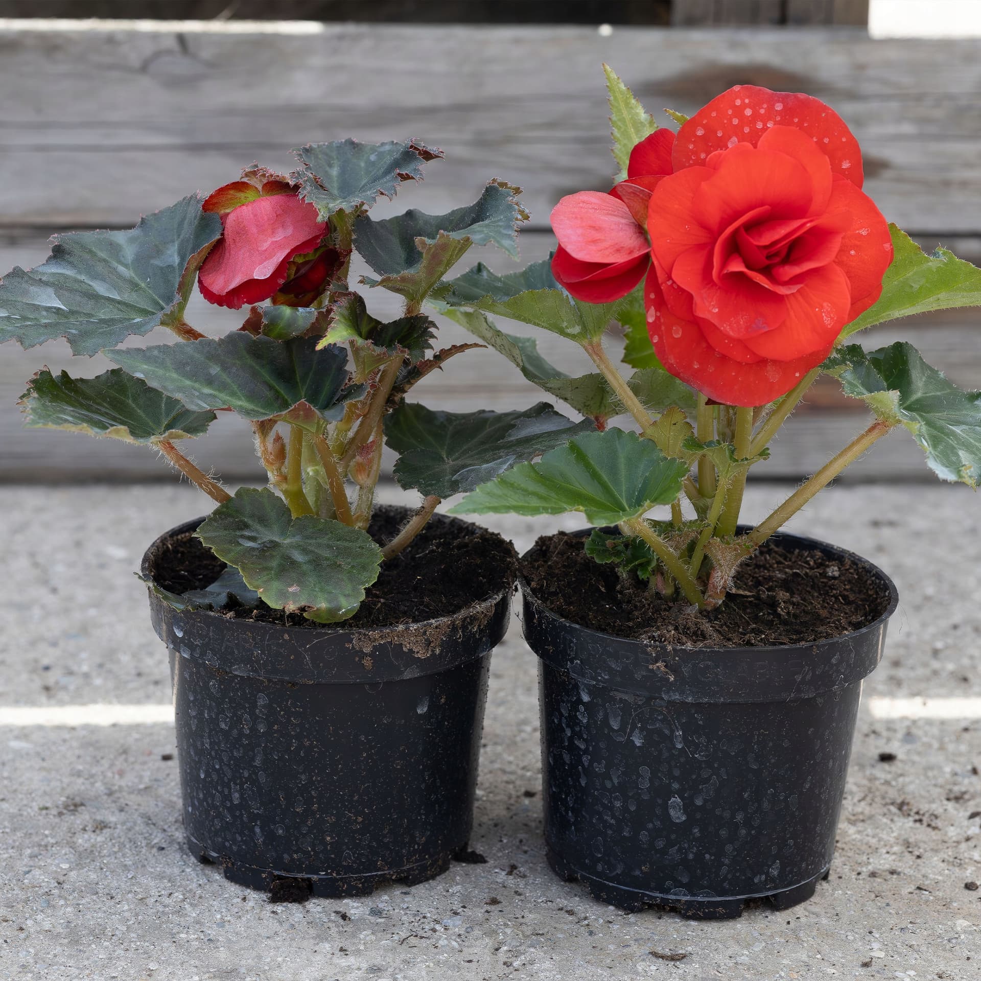 Czerwona Begonia Pełnokwiatowa, zdjęcie główne