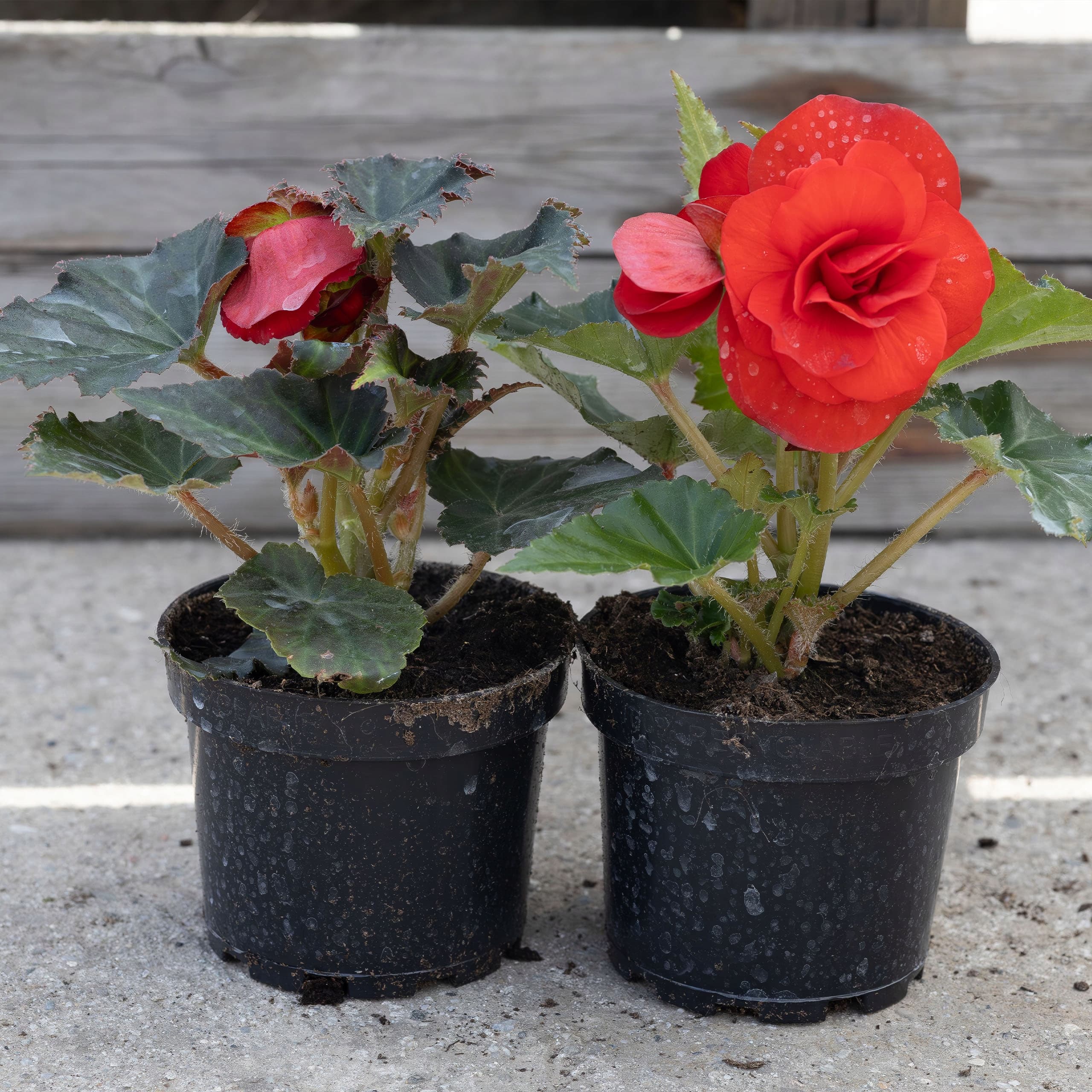 Czerwona Begonia Pełnokwiatowa, zdjęcie główne