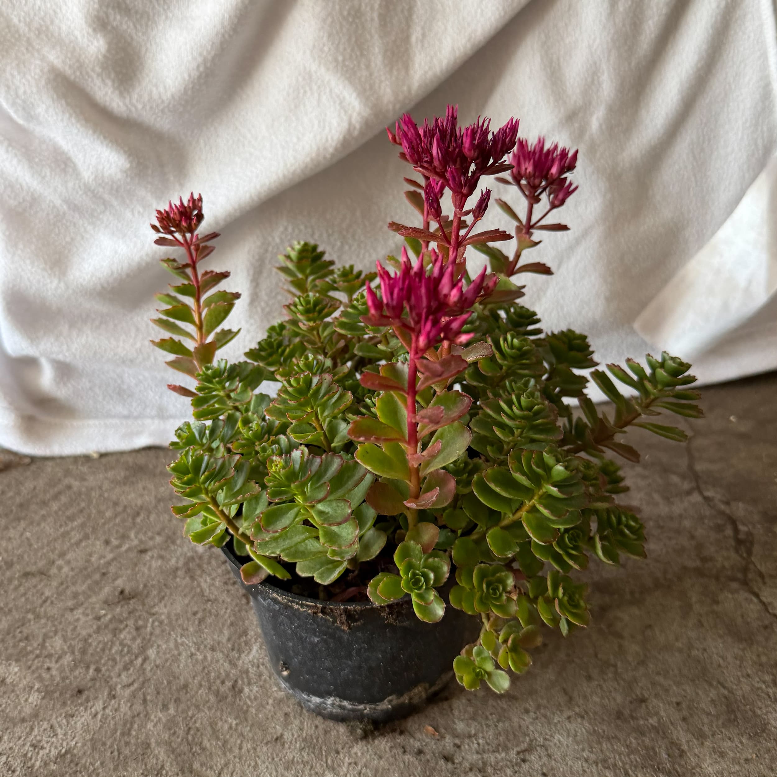 Rozchodnik (Sedum) Purpurowy, zdjęcie główne