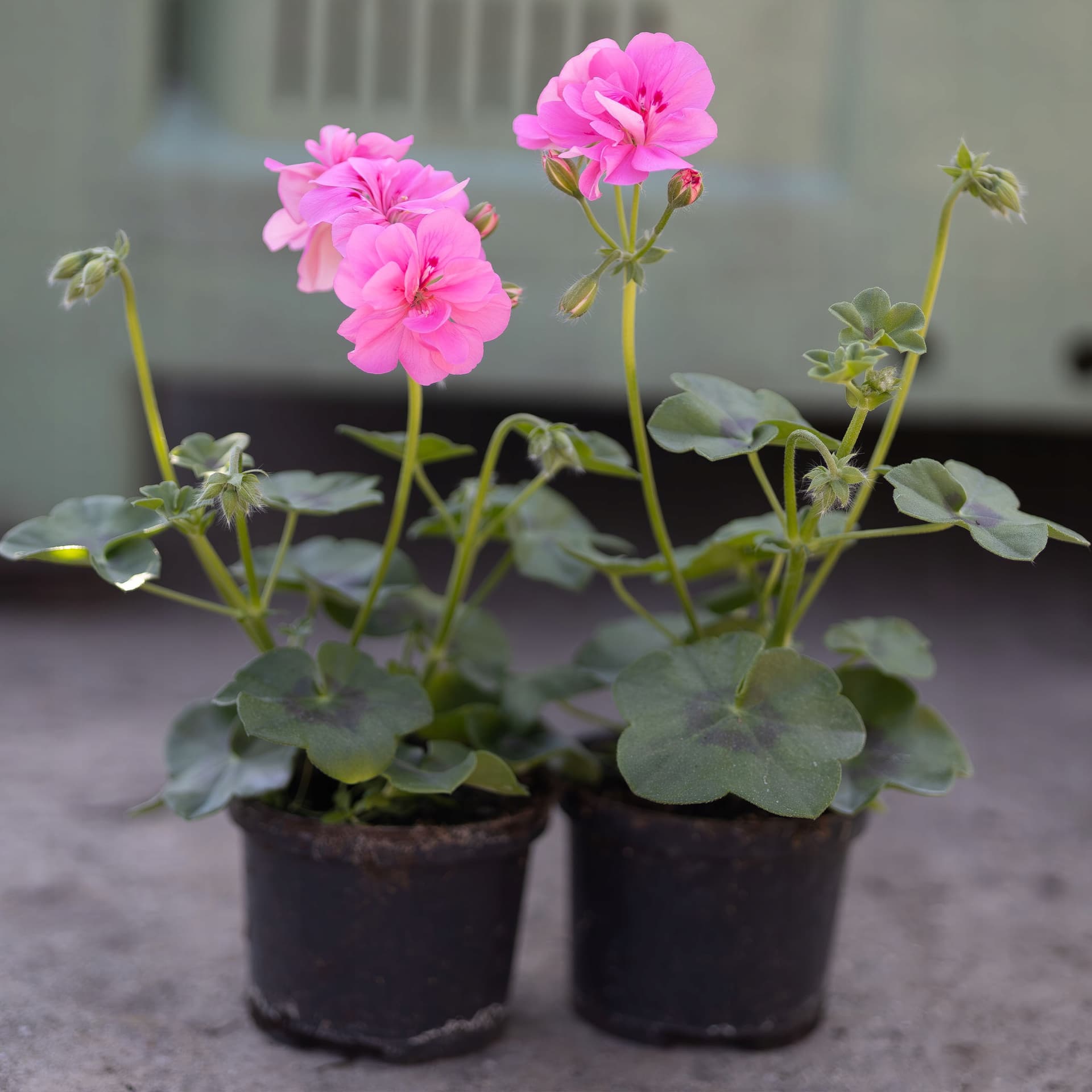 Pelargonia Wisząca Jasnoróżowa, zdjęcie główne