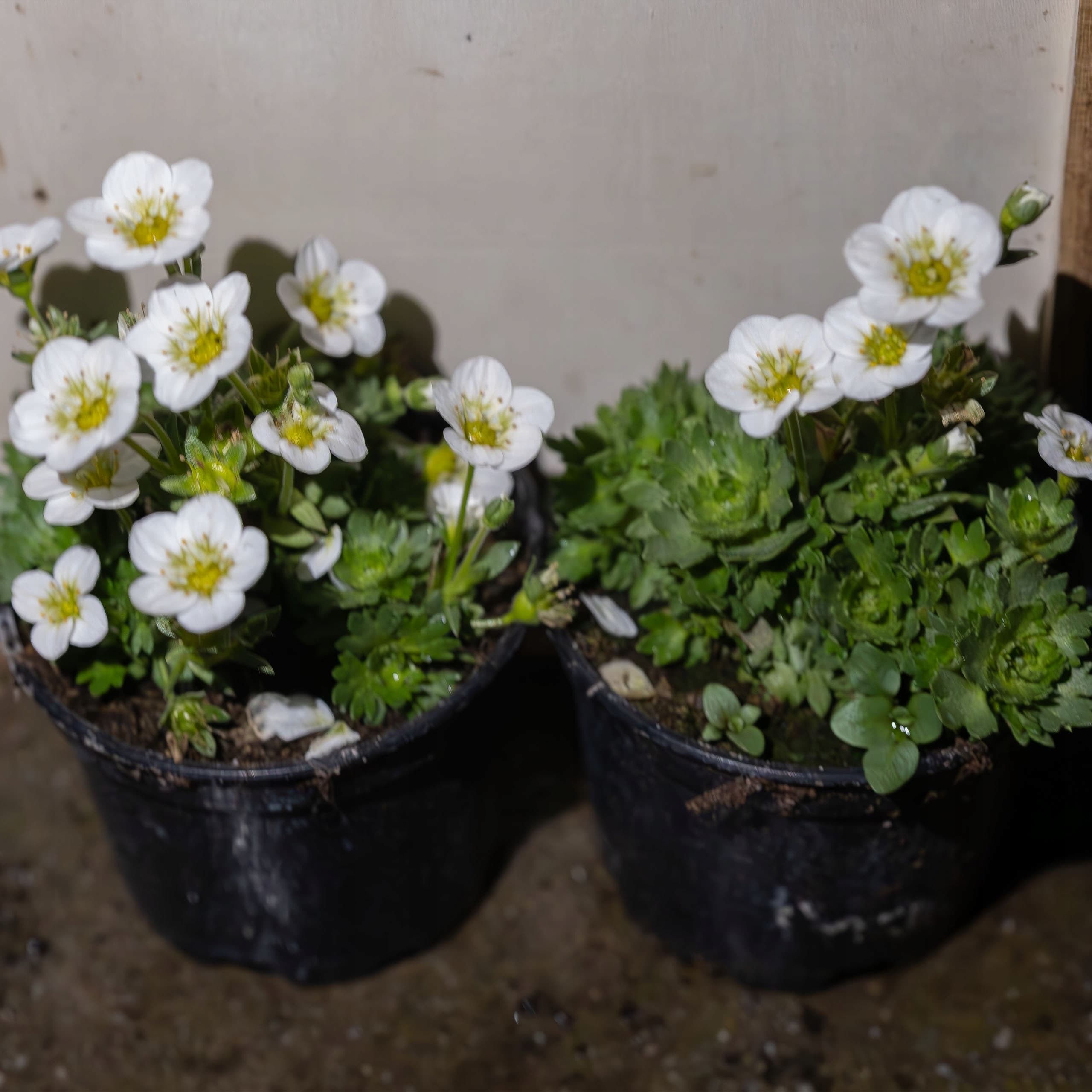 Saxifraga Biała, zdjęcie główne