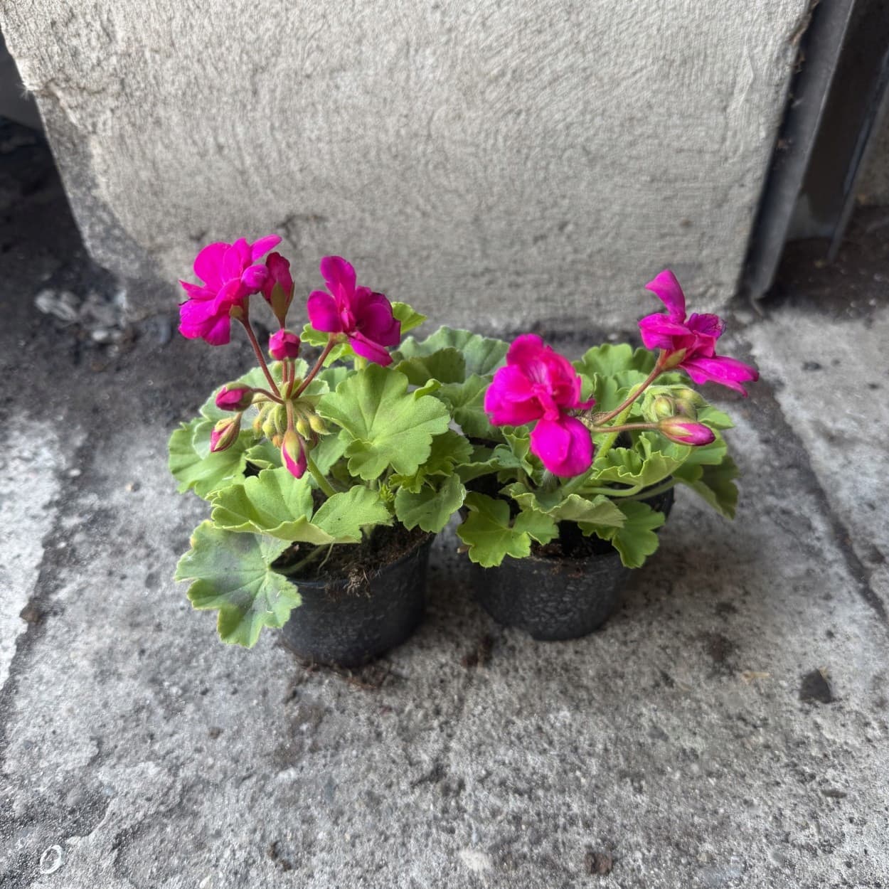 Pelargonia Rabatowa 'Krakowiak' Fuksja, ujęcie 3