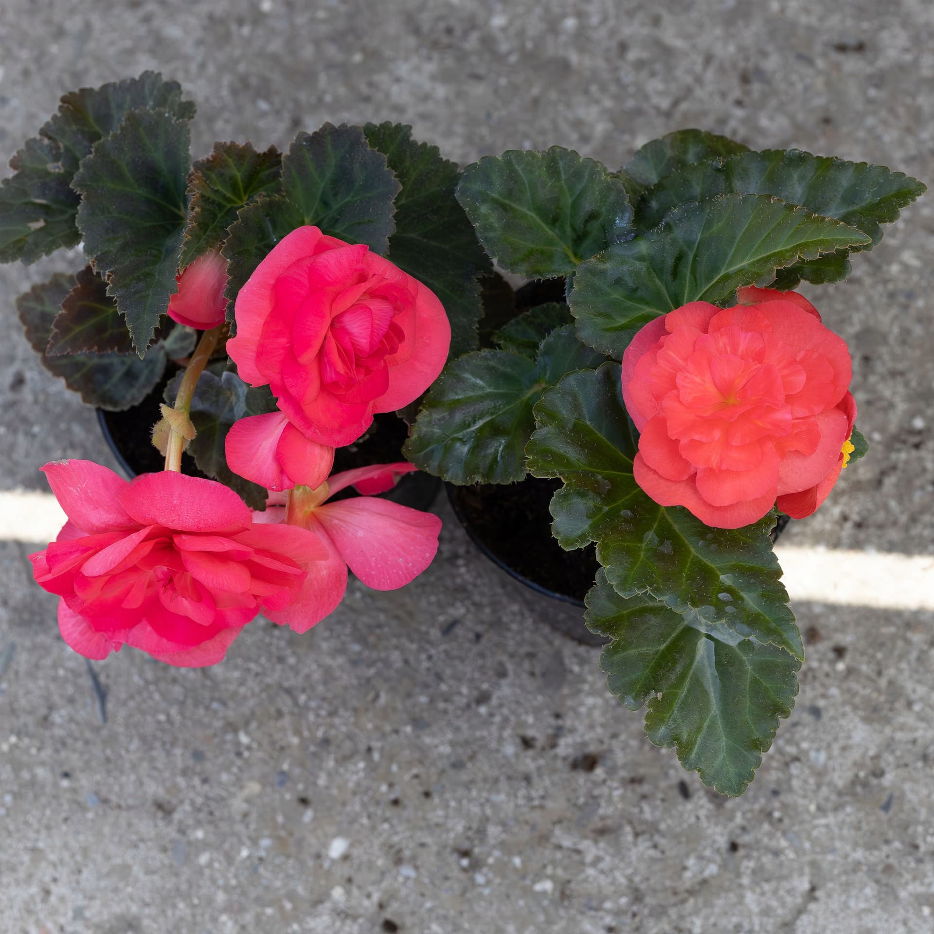 Intensywnie Różowa Begonia Pełnokwiatowa, zdjęcie główne