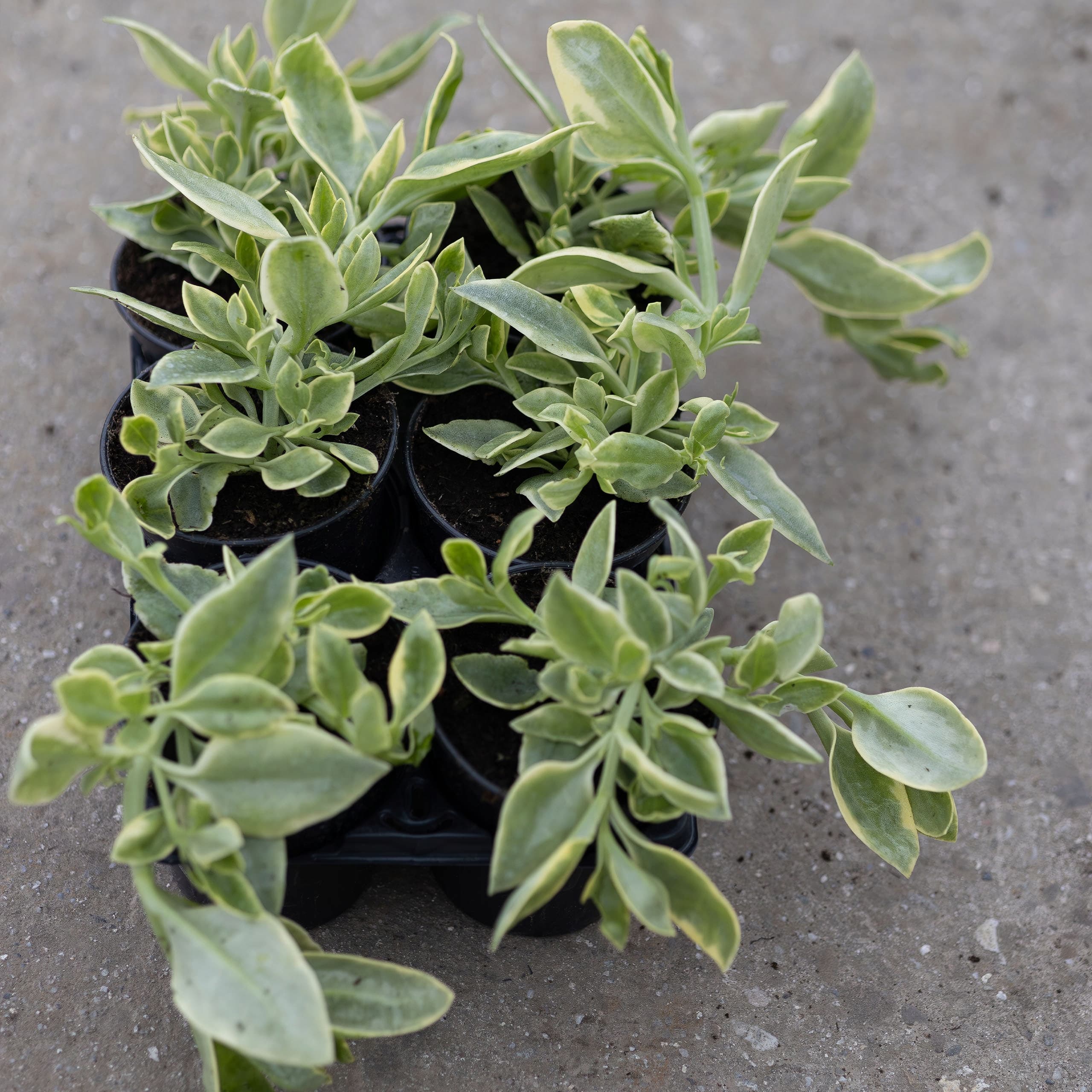 Aptenia Sercolistna 'Variegata', ujęcie 3