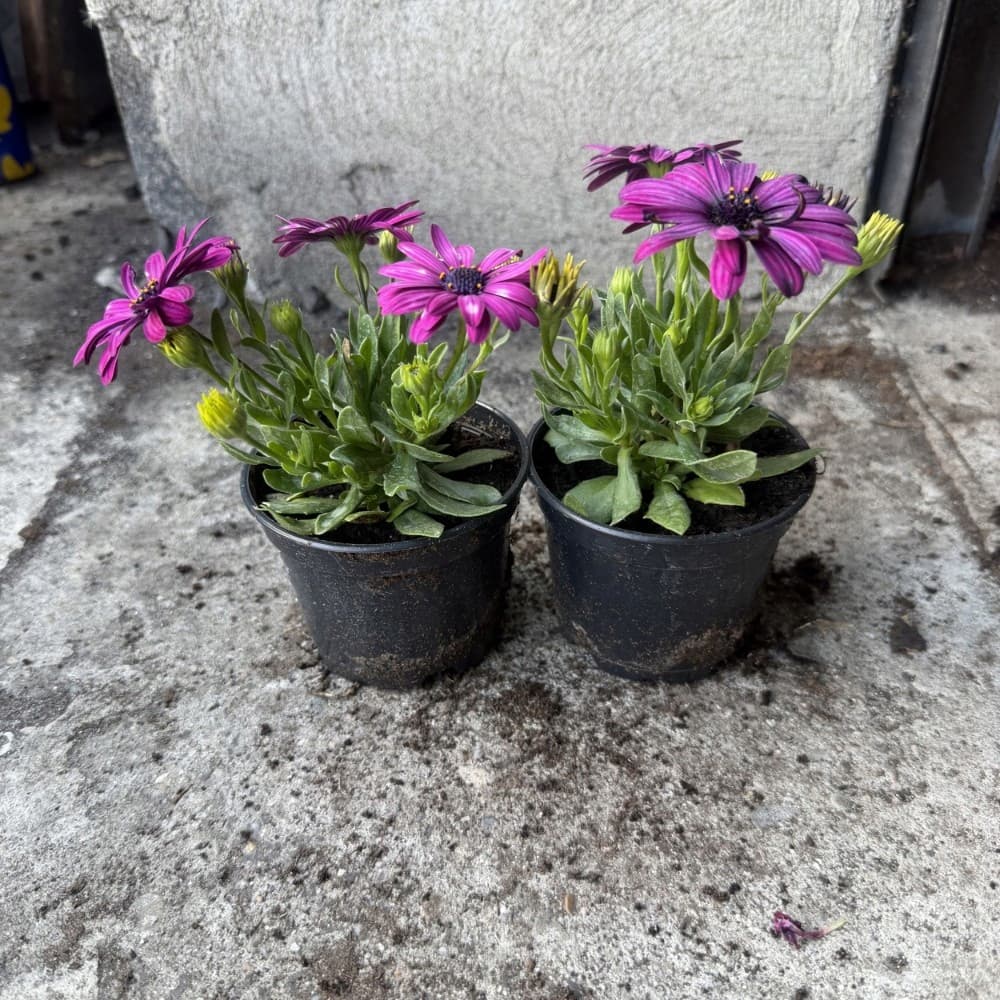 Osteospermum Fioletowa, zdjęcie główne