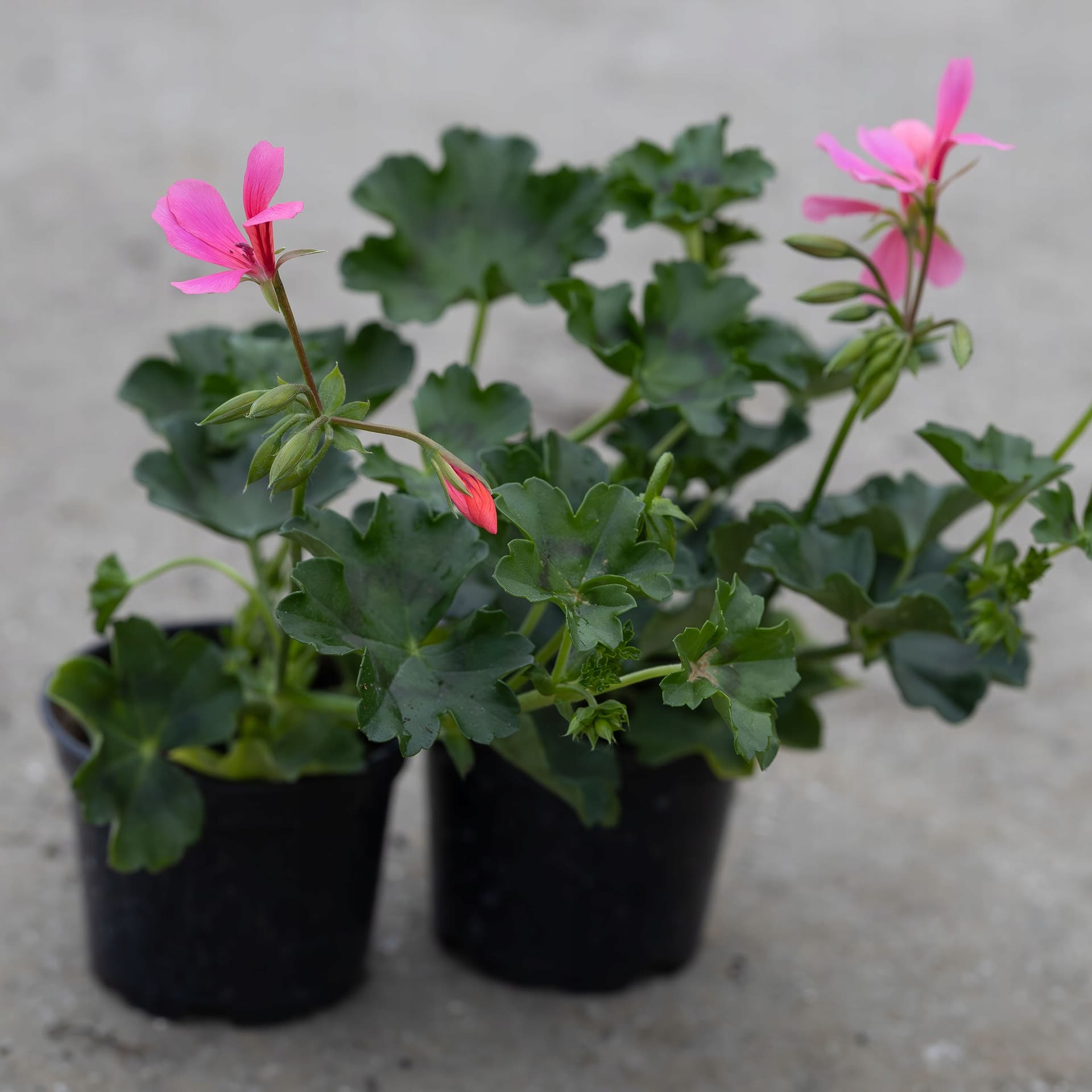 Pelargonia Wisząca Pusta Różowa, zdjęcie główne