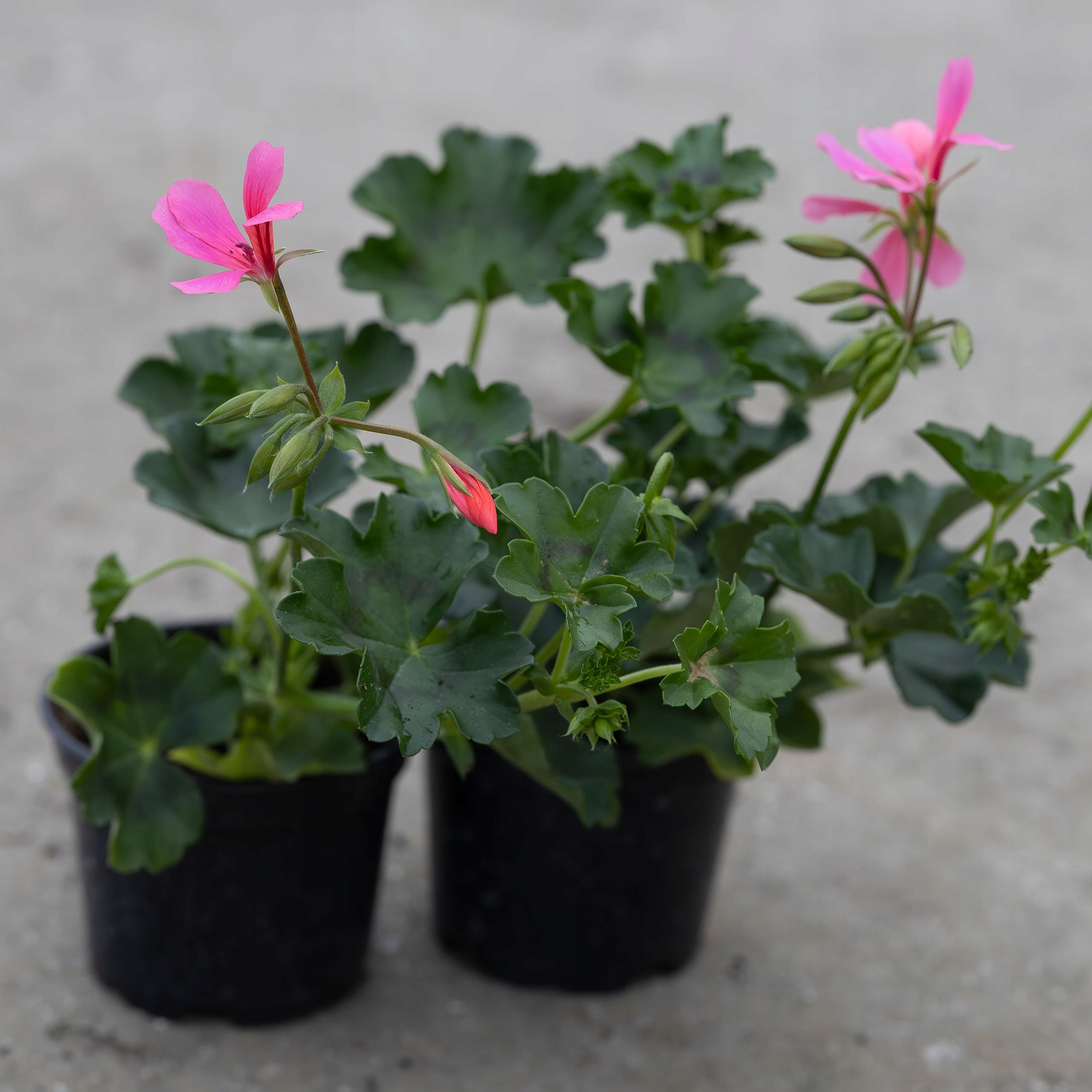 Pelargonia Wisząca Pusta Różowa, zdjęcie główne