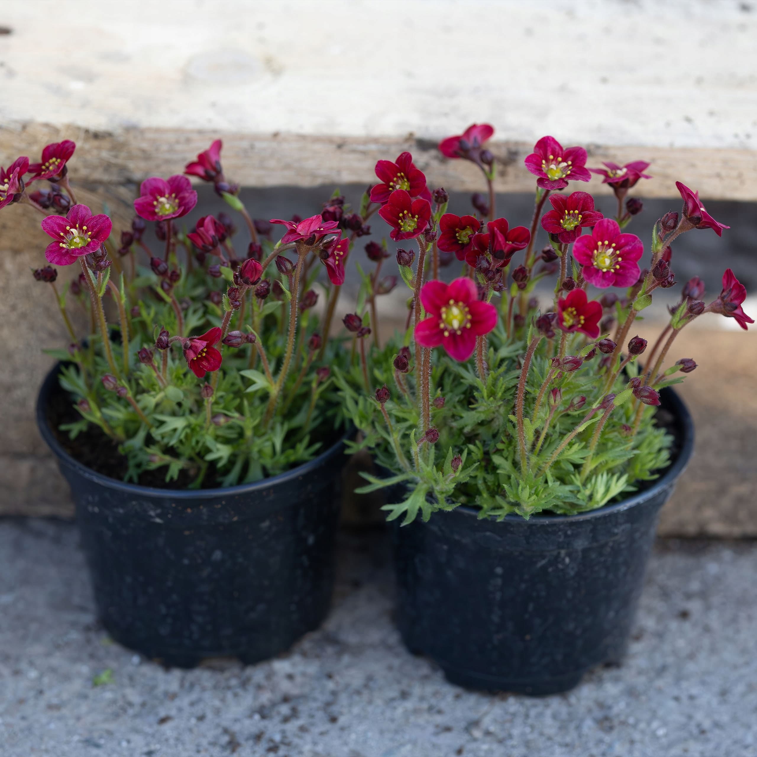 Saxifraga Czerwona, zdjęcie główne