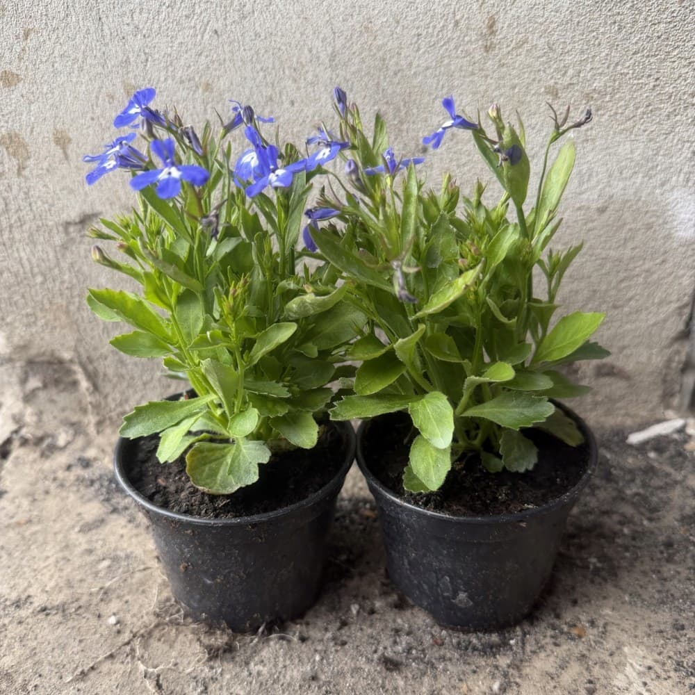 Lobelia Niebieska z Oczkiem, zdjęcie główne