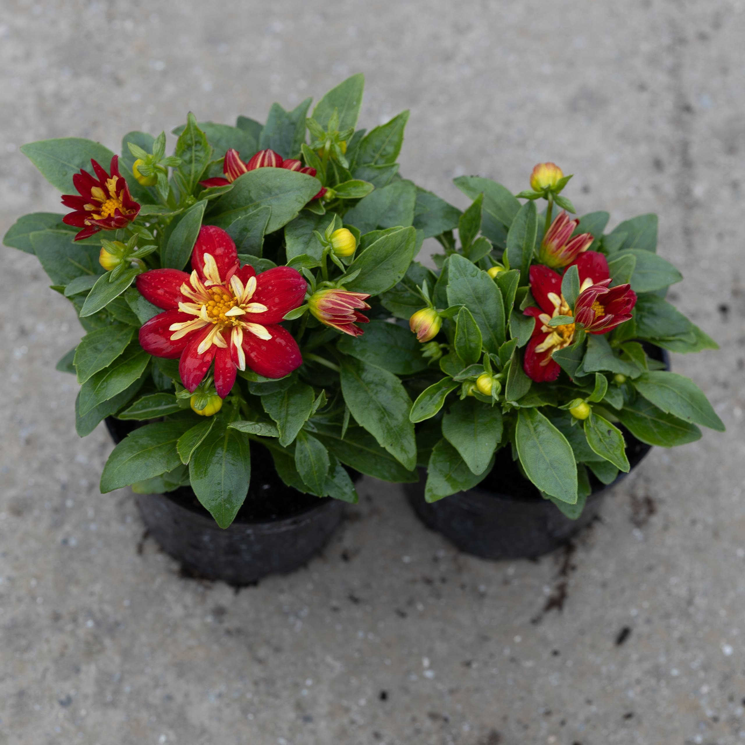 Dalia Dwukolorowa (Czerwono-Żółta), zdjęcie główne
