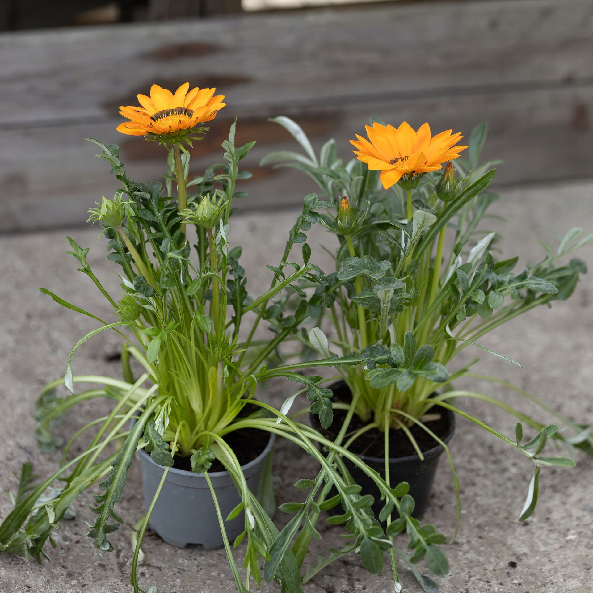 Gazania Lśniąca Pomarańczowa, zdjęcie główne