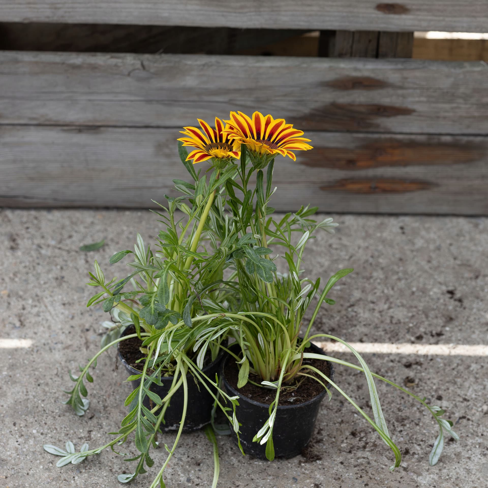 Gazania Lśniąca Żółto-Bordowa (Pasiasta), zdjęcie główne