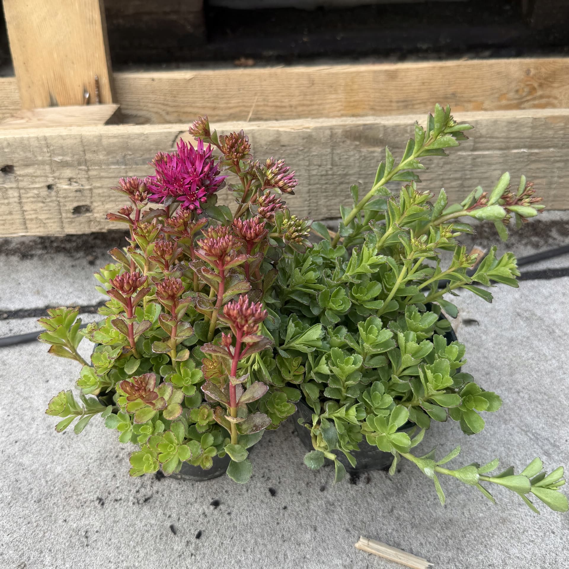 Rozchodnik (Sedum), zdjęcie główne