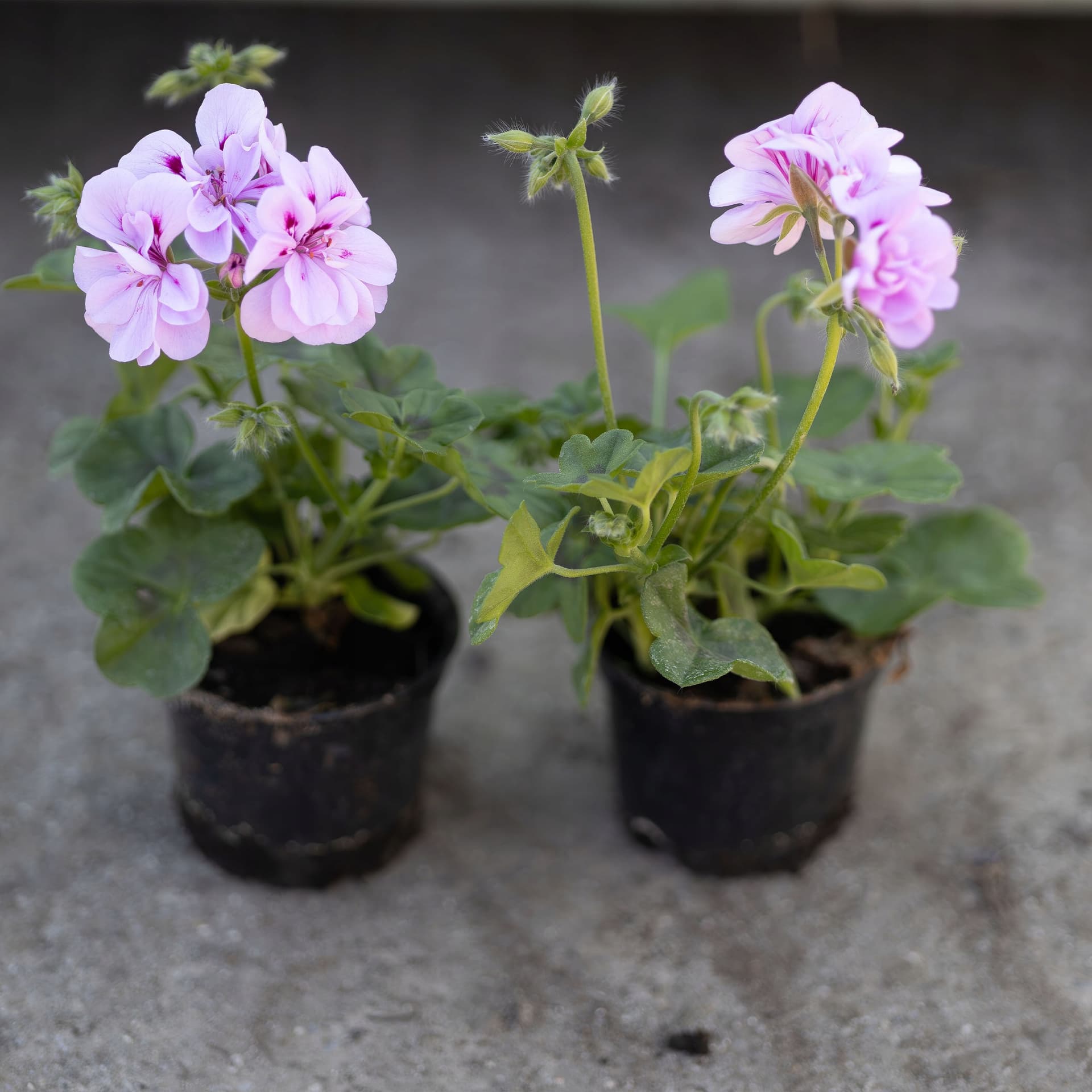 Pelargonia Wisząca Liliowo-Różowa, zdjęcie główne