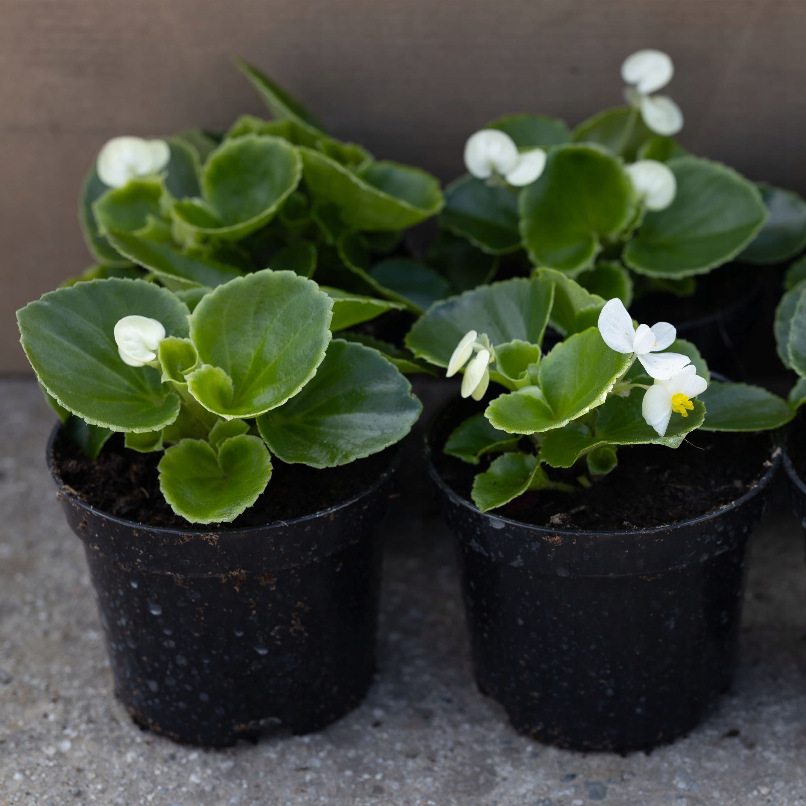 Zielonolistna Begonia Biała, ujęcie 6