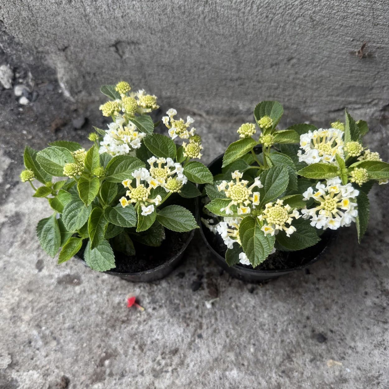 Lantana Zmienna Śnieżnobiała, zdjęcie główne