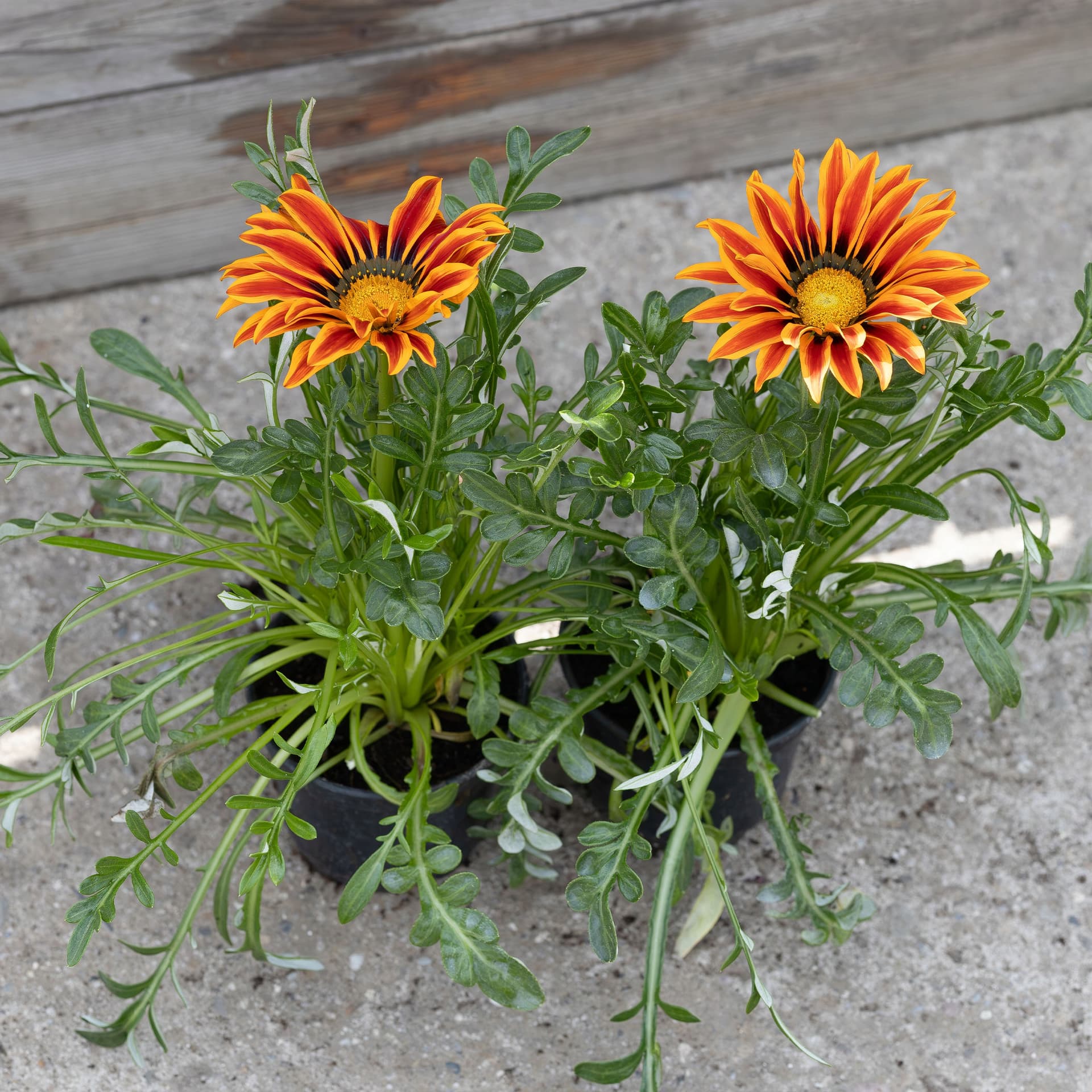Gazania Lśniąca Pomarańczowo-Czerwona (Tygrysia), zdjęcie główne