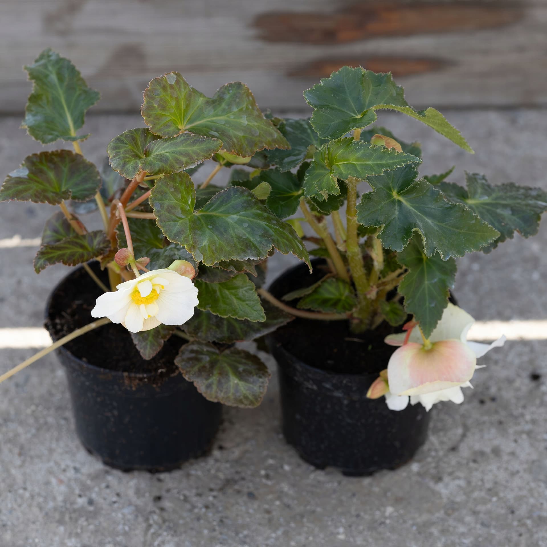 Biała Begonia Wisząca, zdjęcie główne