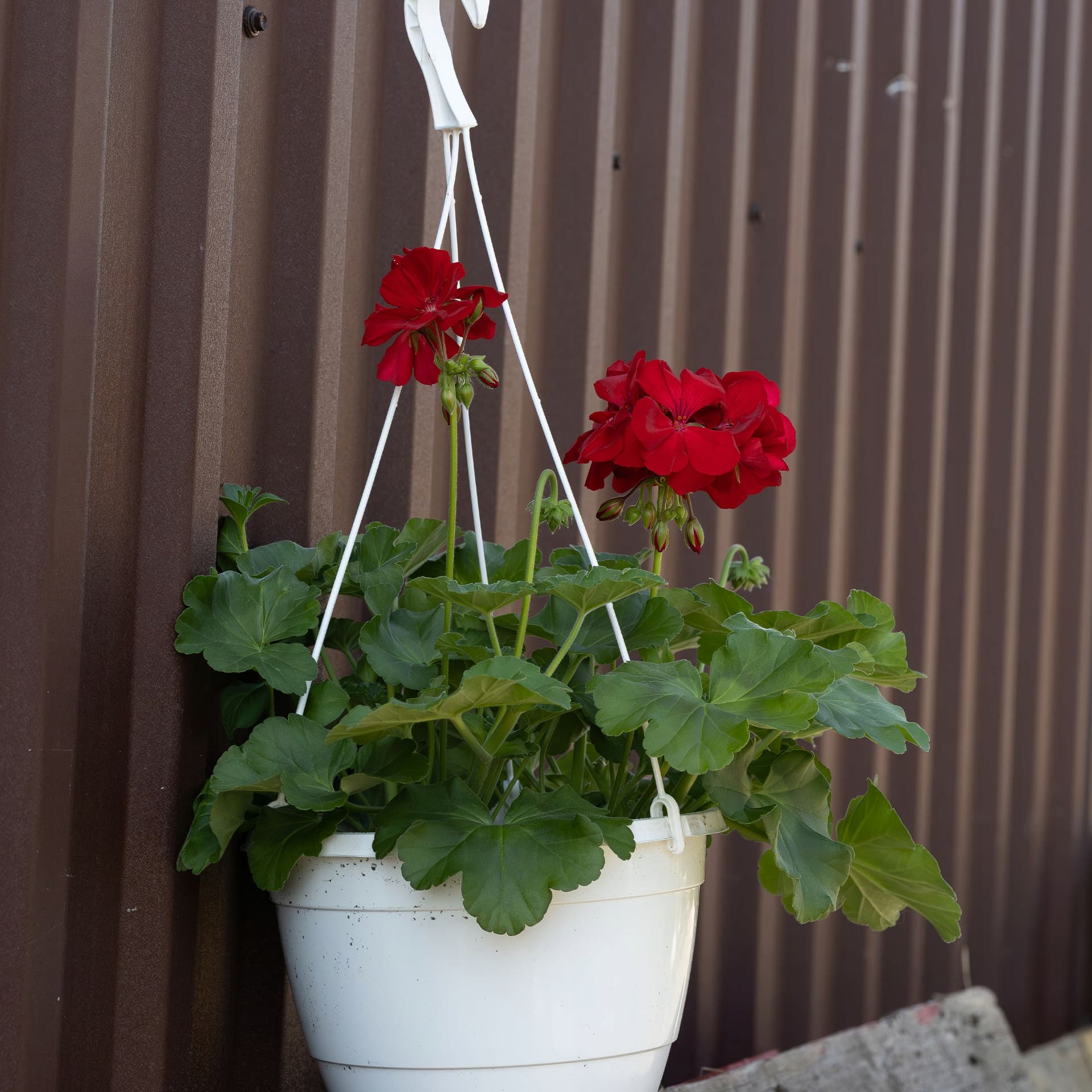 Czerwona Pelargonia w Wiszącej Donicy, zdjęcie główne