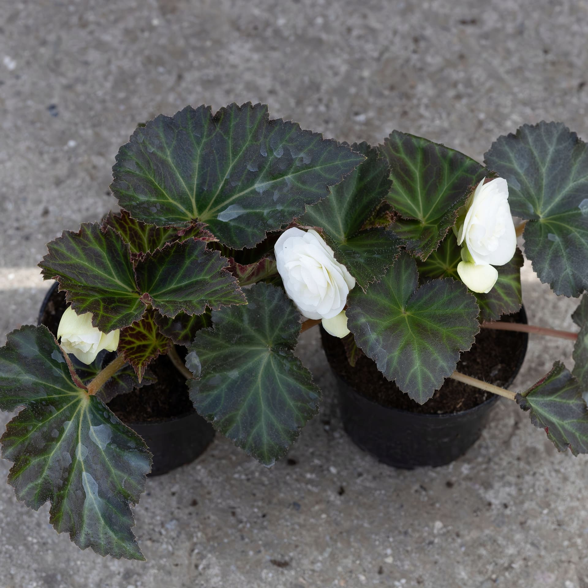 Biała Begonia Pełnokwiatowa, zdjęcie główne