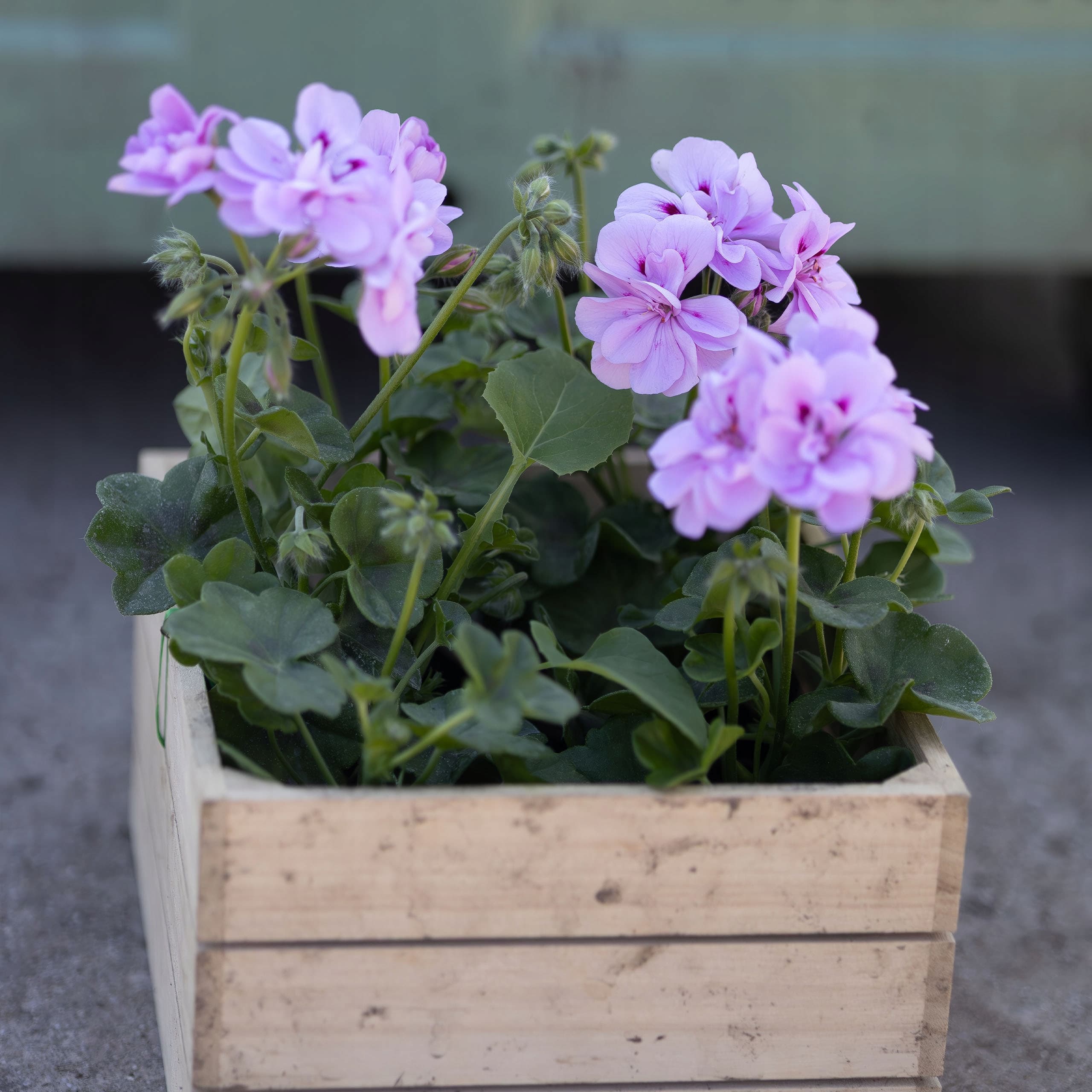 Pelargonia Wisząca Liliowo-Różowa, ujęcie 4