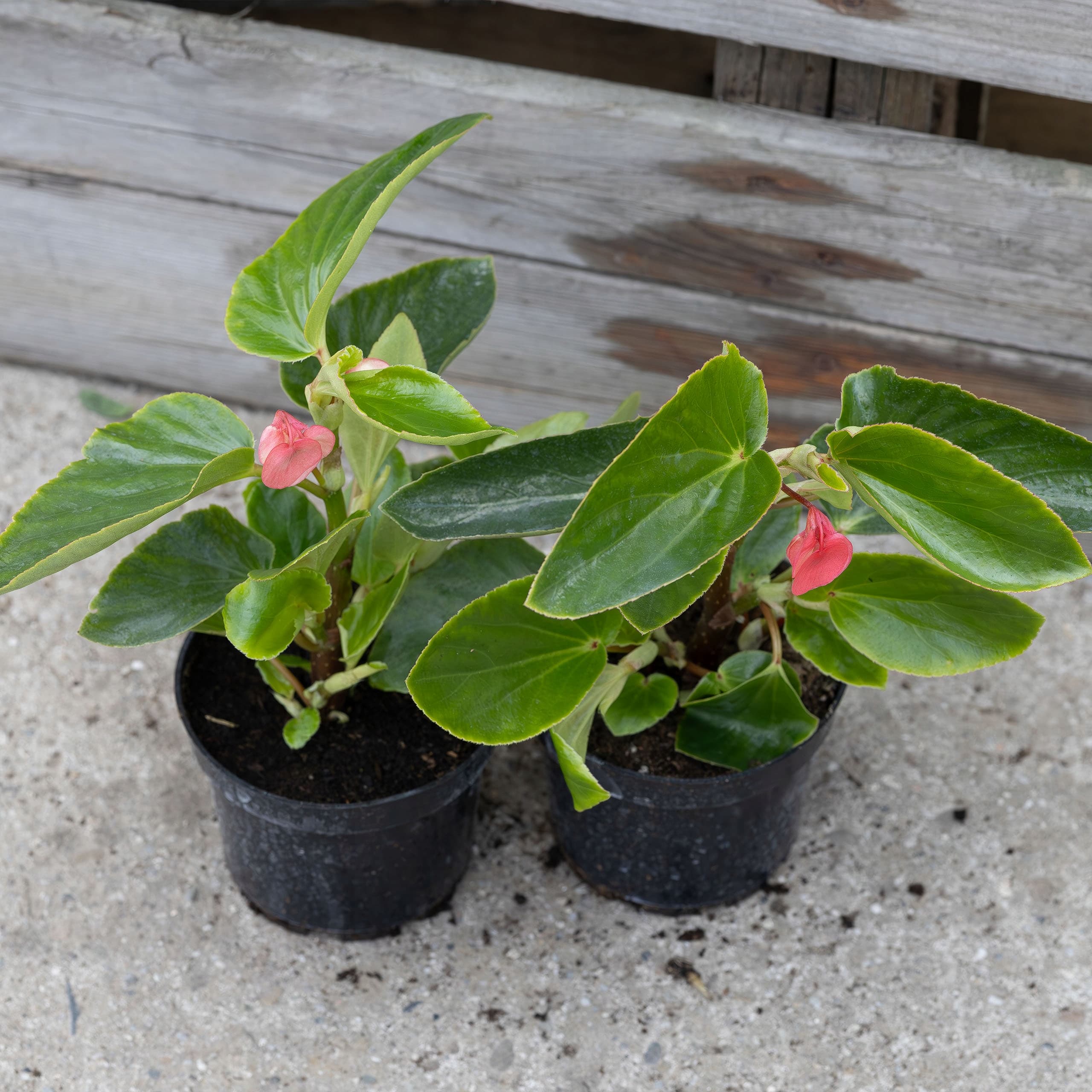 Begonia 'Dragon' Różowa, ujęcie 6