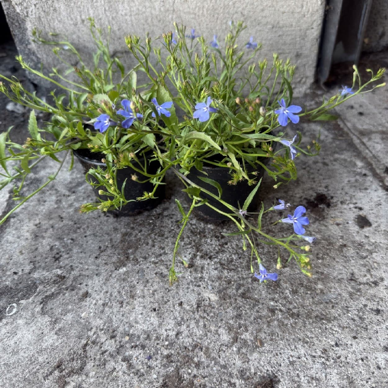 Lobelia Jasnoniebieska, zdjęcie główne