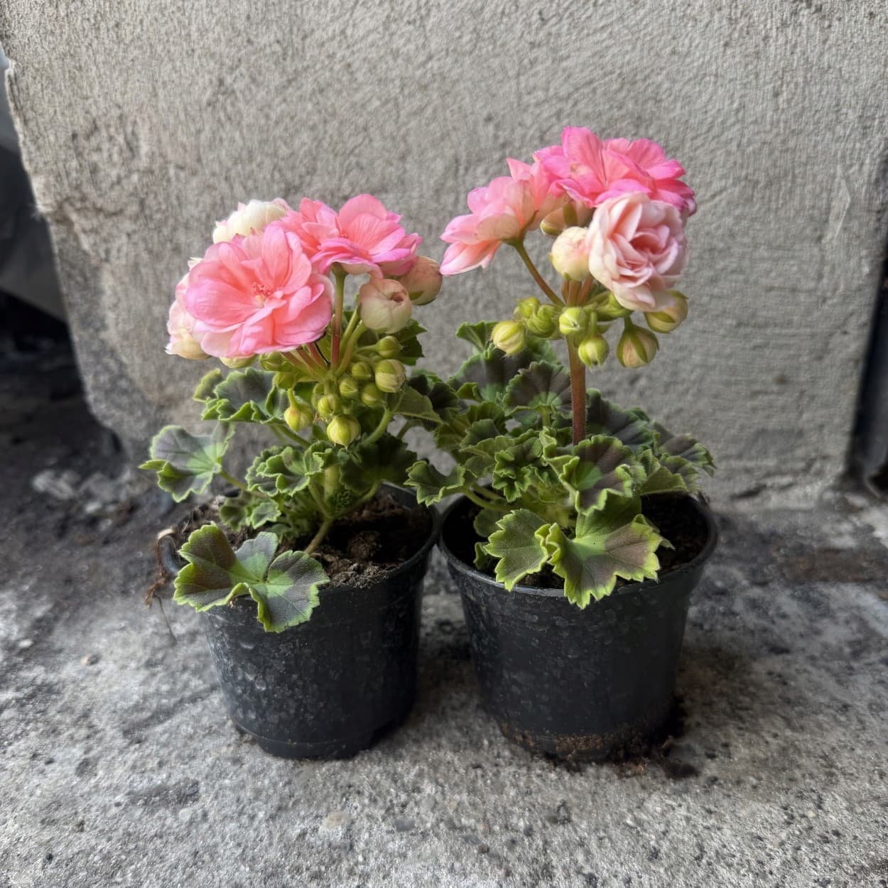 Pelargonia Rabatowa 'Krakowiak' Pudrowy Róż, zdjęcie główne